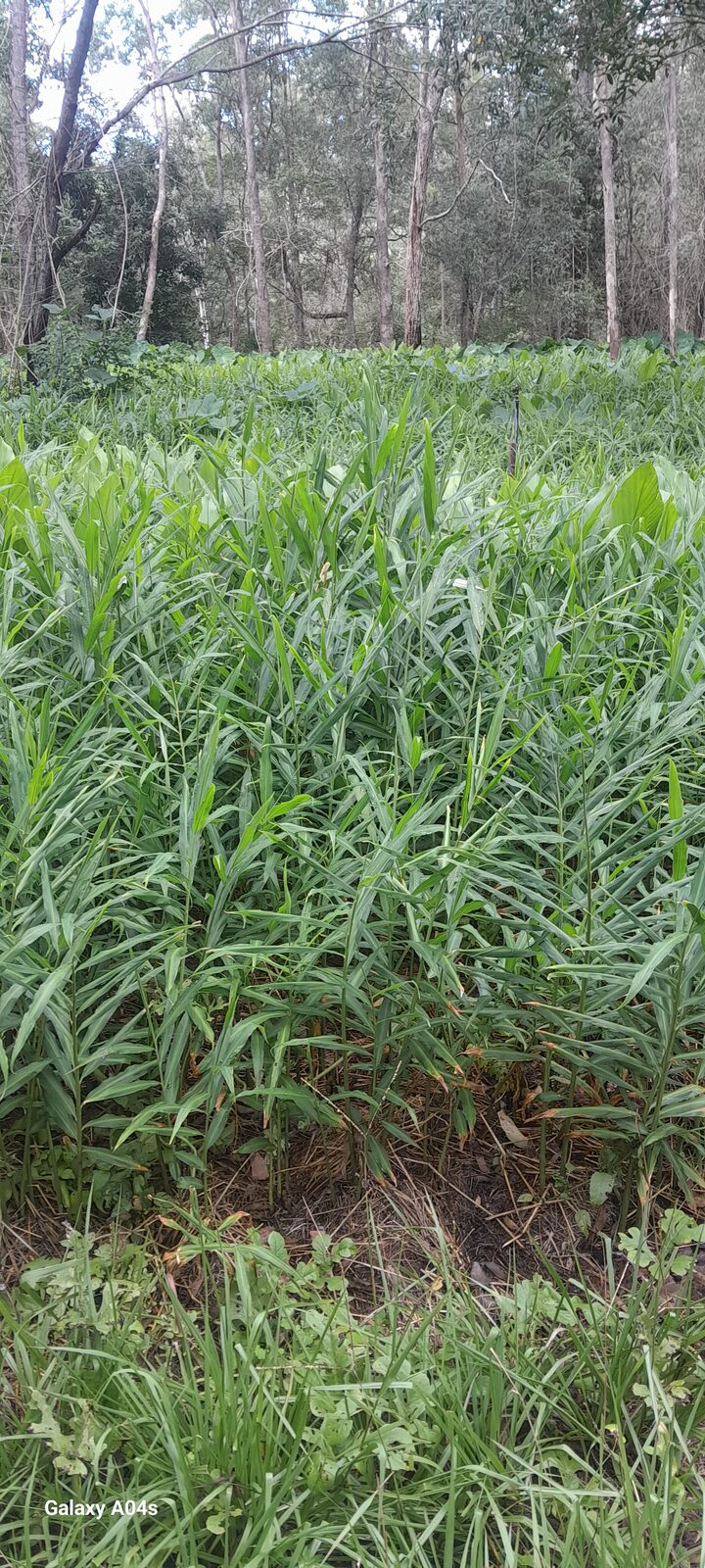 Rows of healthy ginger and turmeric