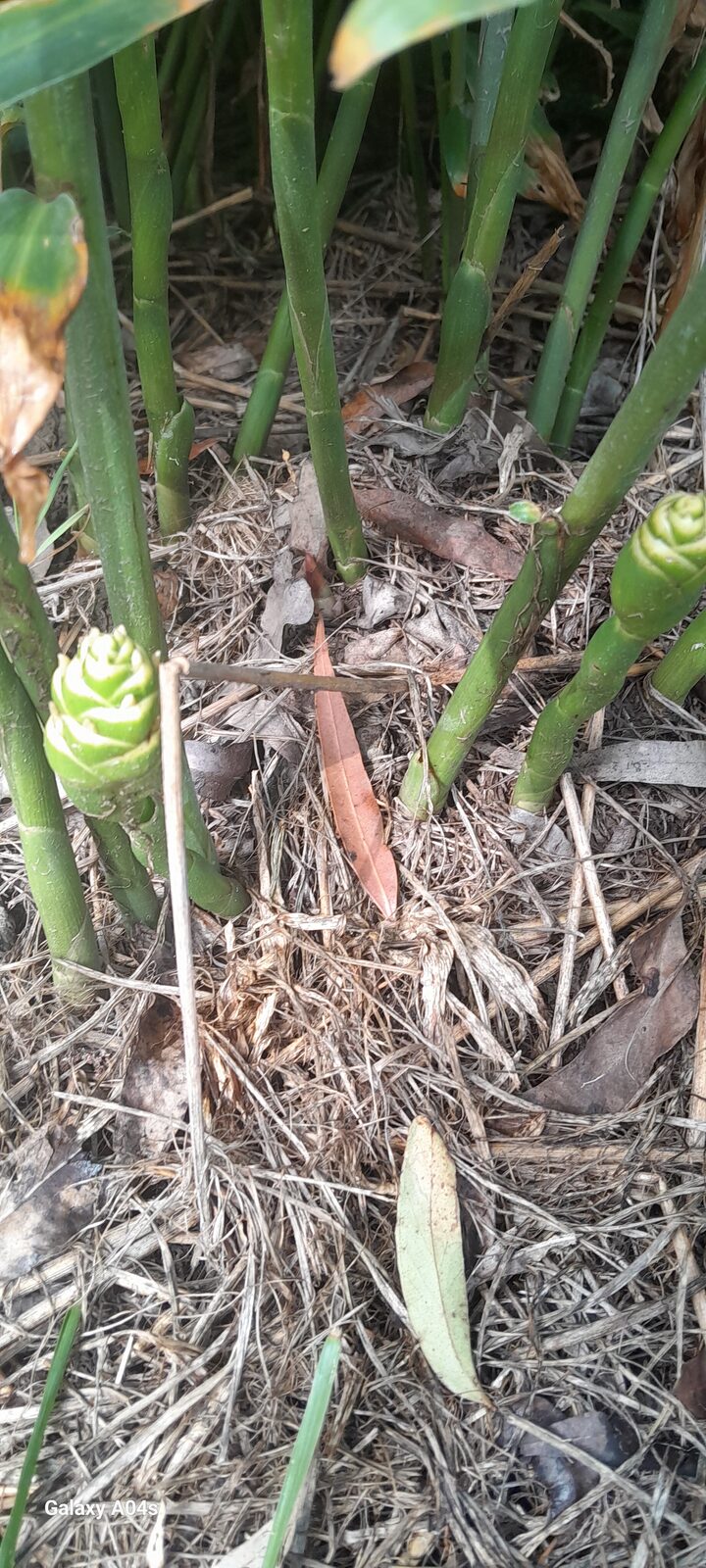Ginger flower emerging from natural mulch