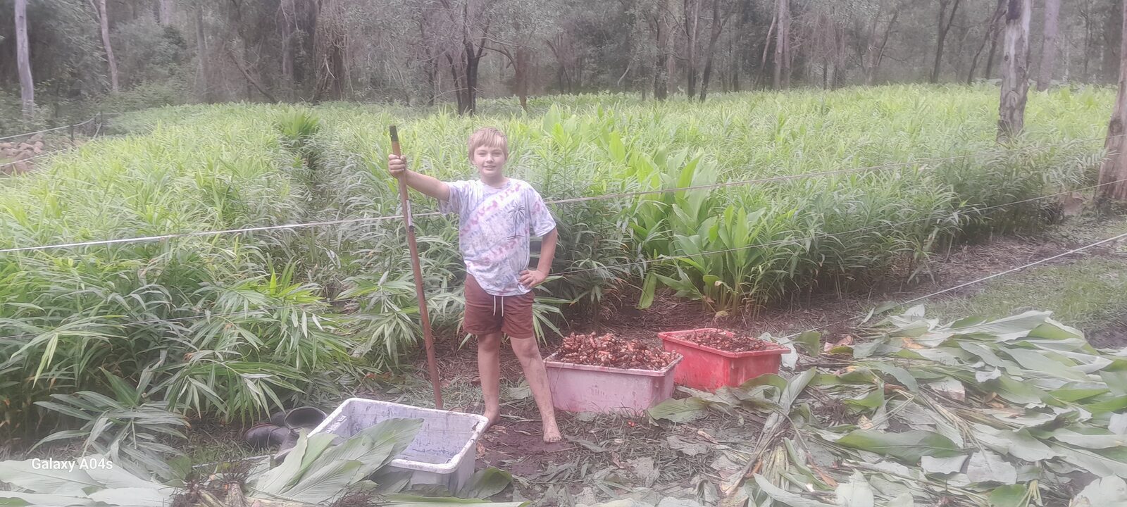 Harvesting ginger and turmeric in the field at Amamoor Creek