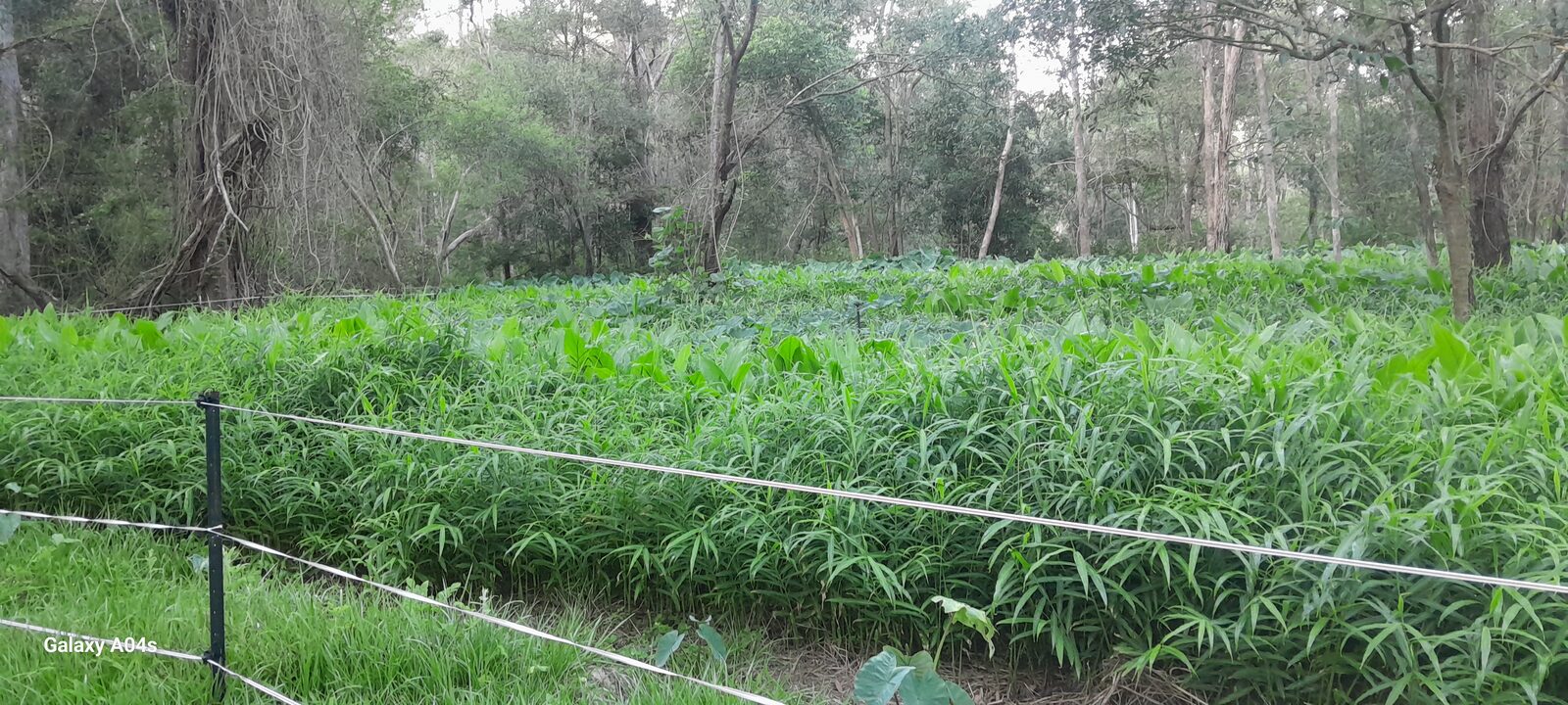 Ginger and turmeric crop fringed by native bush