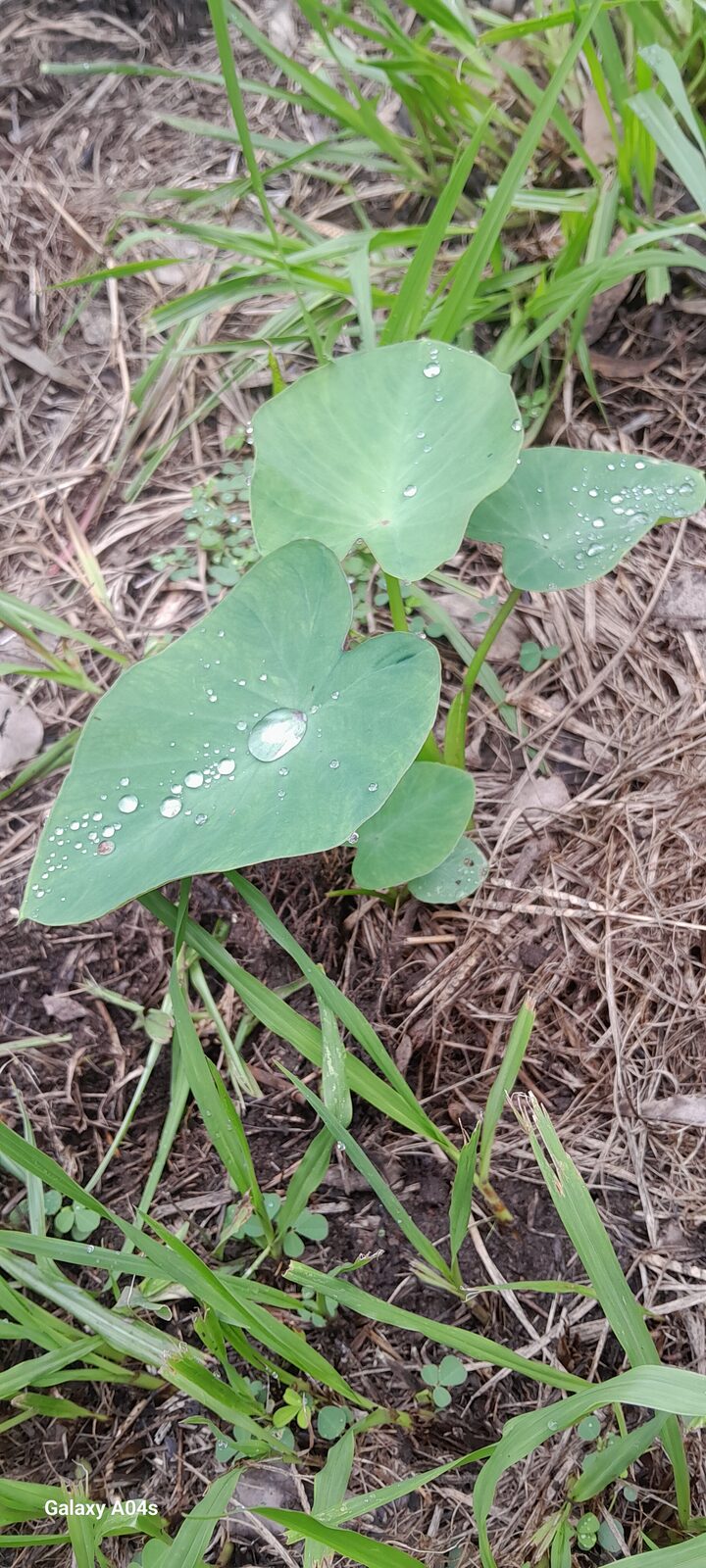 Dew on a leaf in the morning