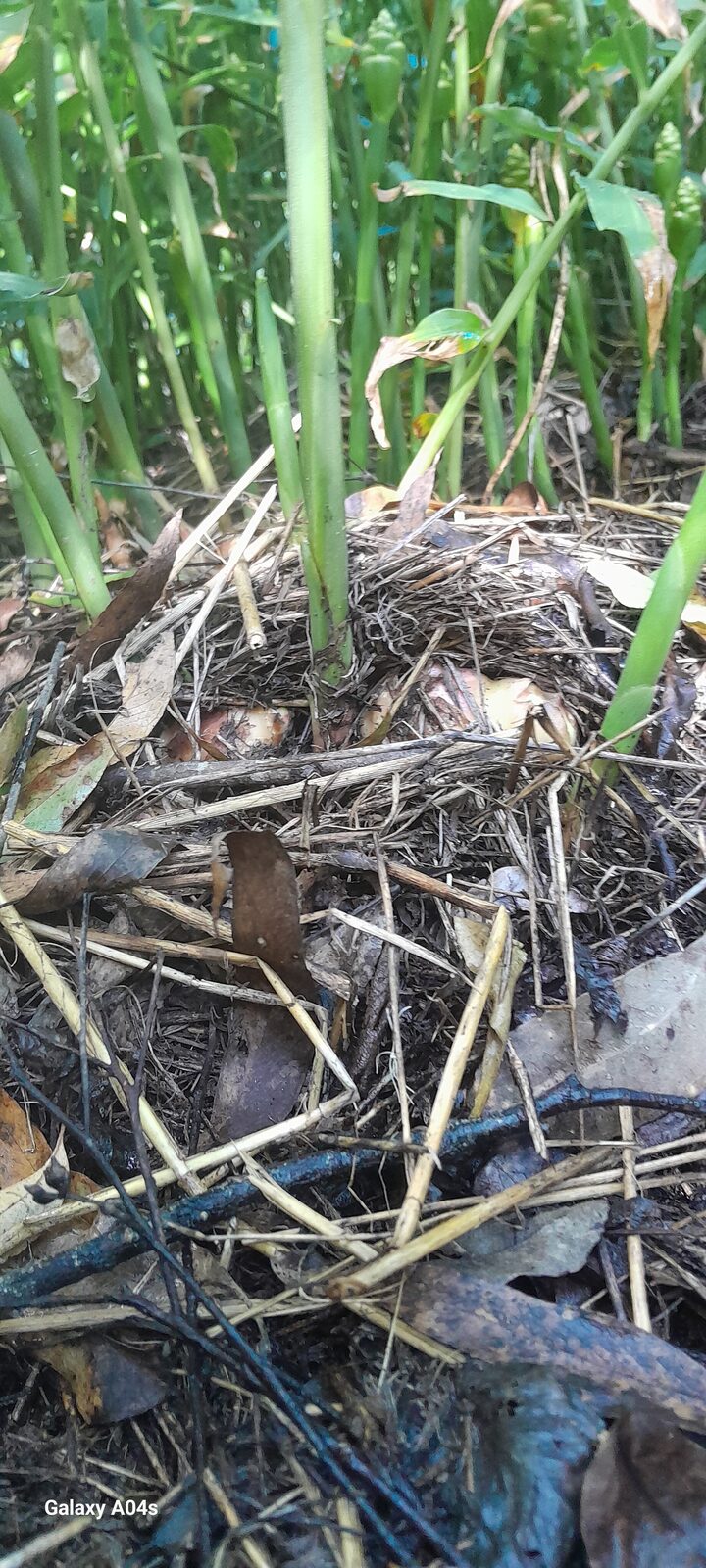 Living, mulched soil between the canes