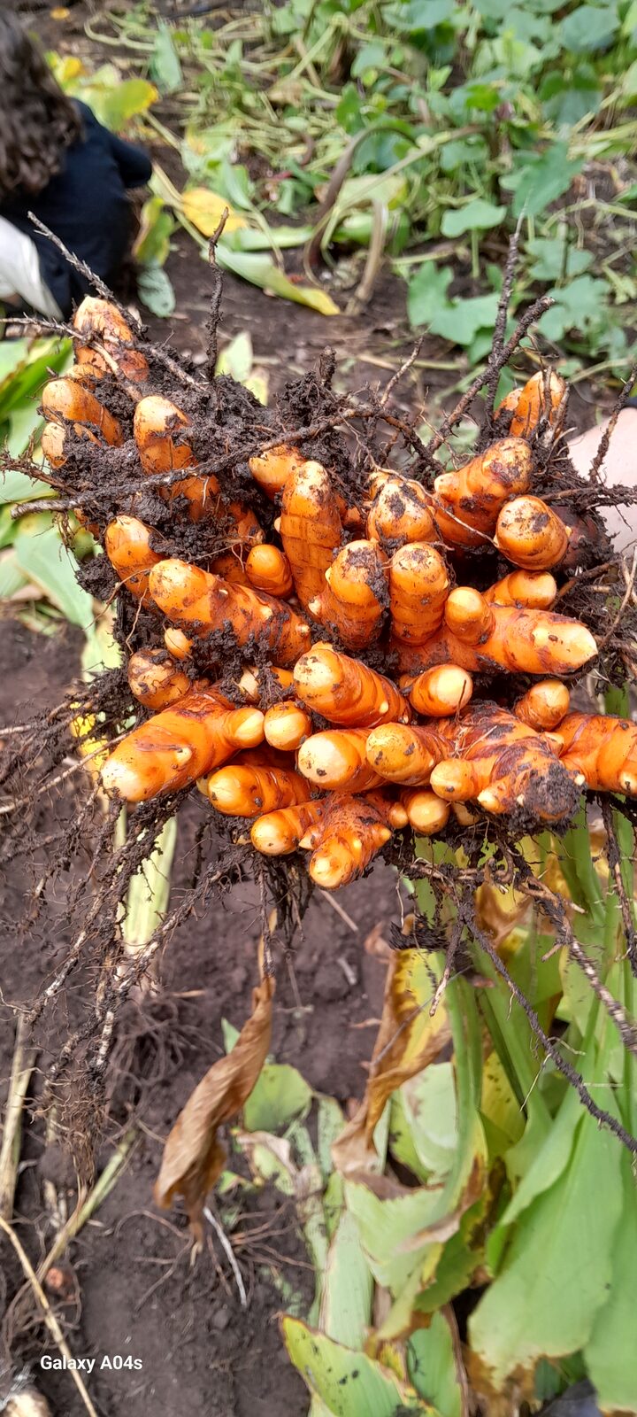 Fresh organic turmeric rhizomes