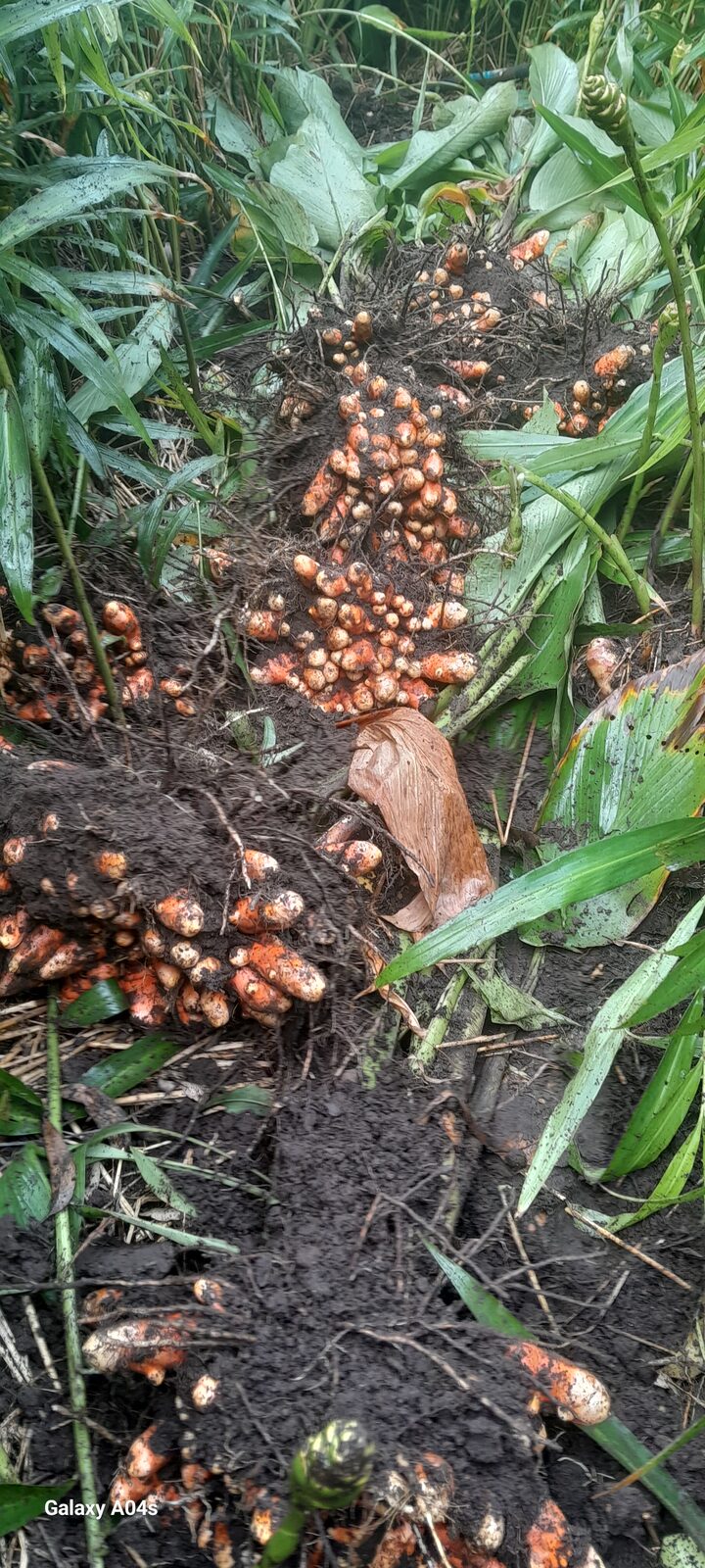 Freshly dug turmeric rhizomes in rich dark living soil